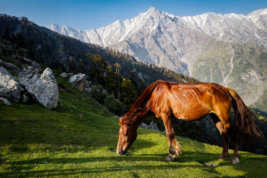 Himalayan Gem Oberoi Cecil Shimla Jewel of Regal Mountains